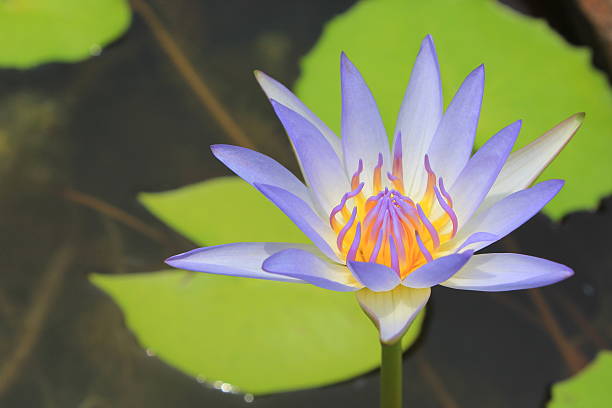istock closeup beautiful blue water lily pollen 474480624