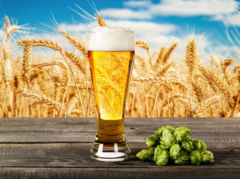 Beer glass with hops on the against a wheat field