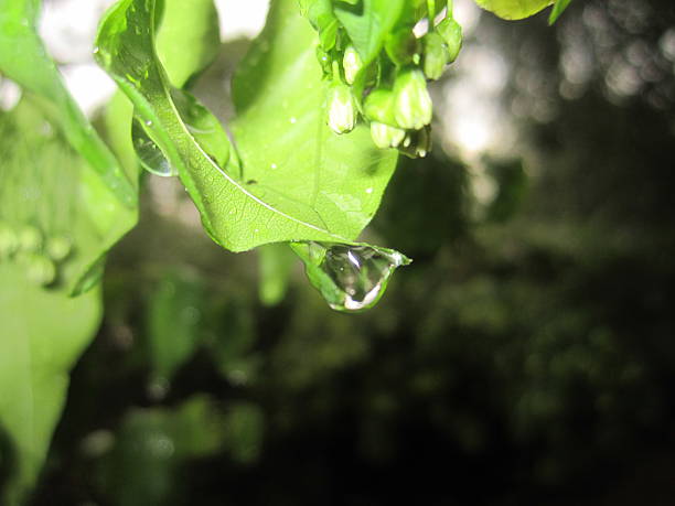 escorrendo de folha - last opportunity emotional stress green - fotografias e filmes do acervo