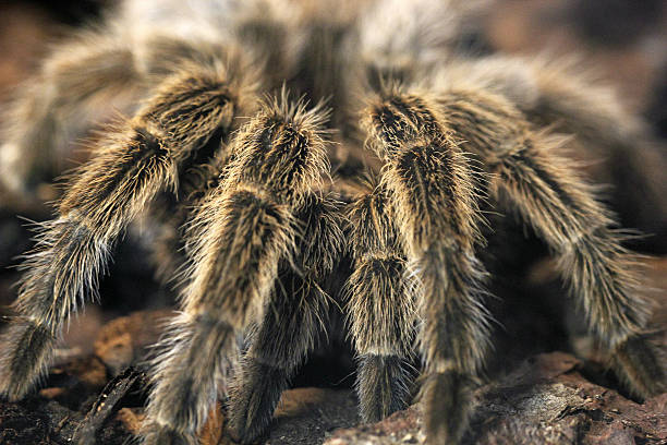 istock Frightening giant tarantula 474481247