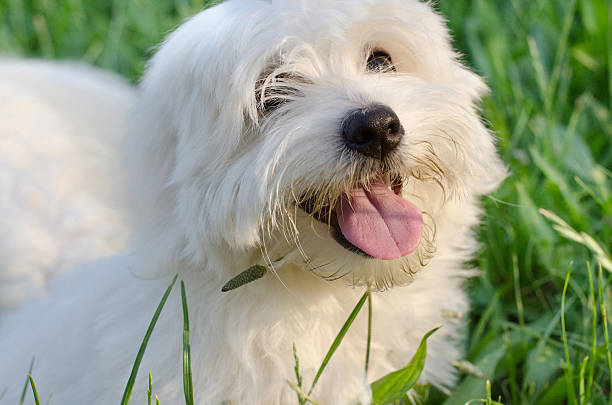 istock Dog in nature 474481360
