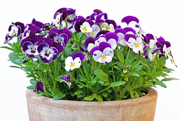 Viola cornuta (horned violet) in a clay pot