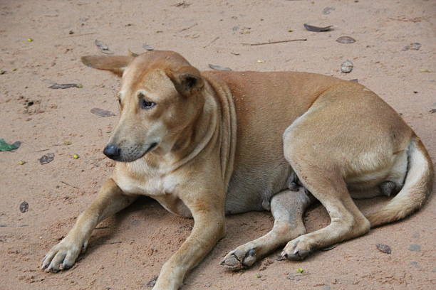 istock Stray dog at laying down at Angkor Wat, Cambodia 474483646