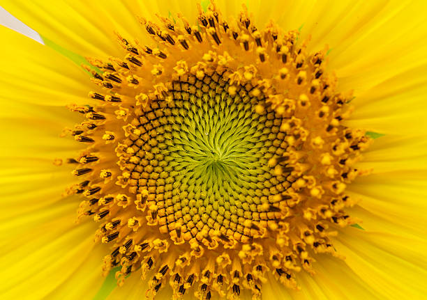 istock Sunflowers in Lopburi, Thailand 474484761