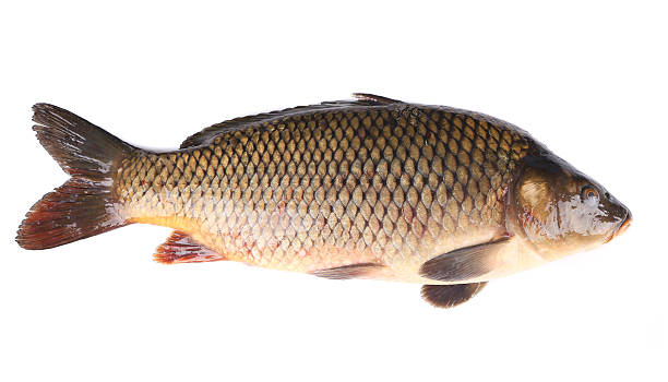 istock Close up of carp fish. 474484795