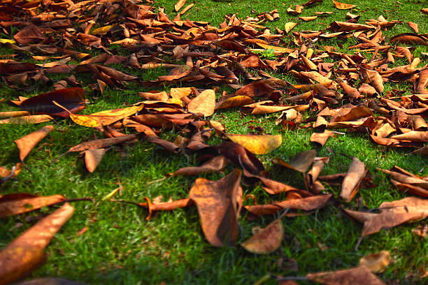 leaf, leaves, green, ground, nature, autumn, mixture, alive.ellow, grass, field, land