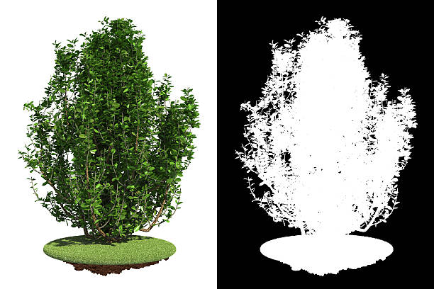 istock Green Shrub with Detail Raster Mask. 474485583