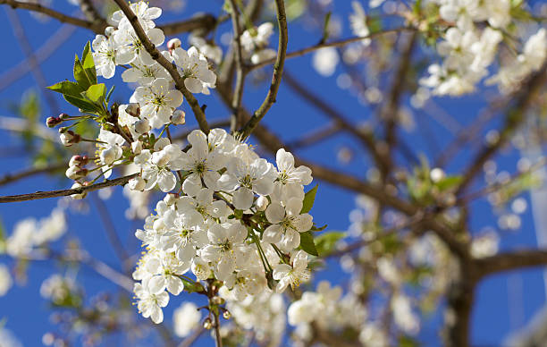 istock cherry blossoms against the blue sky 474486342
