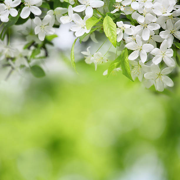 istock cherry flowers in sunny day on green 474487011