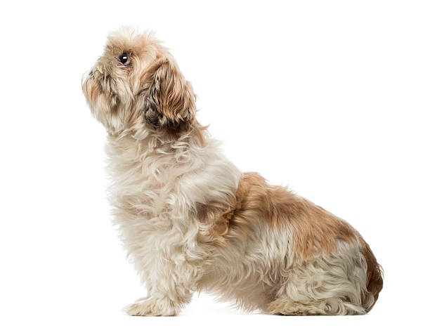 istock Side view of a Shih Tzu sitting, looking up 474487079