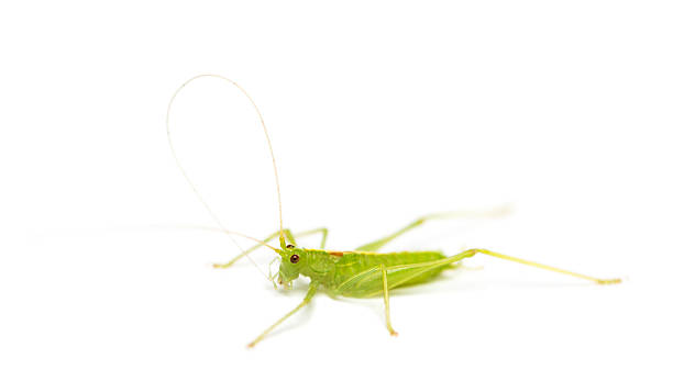 istock Side view of a Meconema, isolated on white 474487461