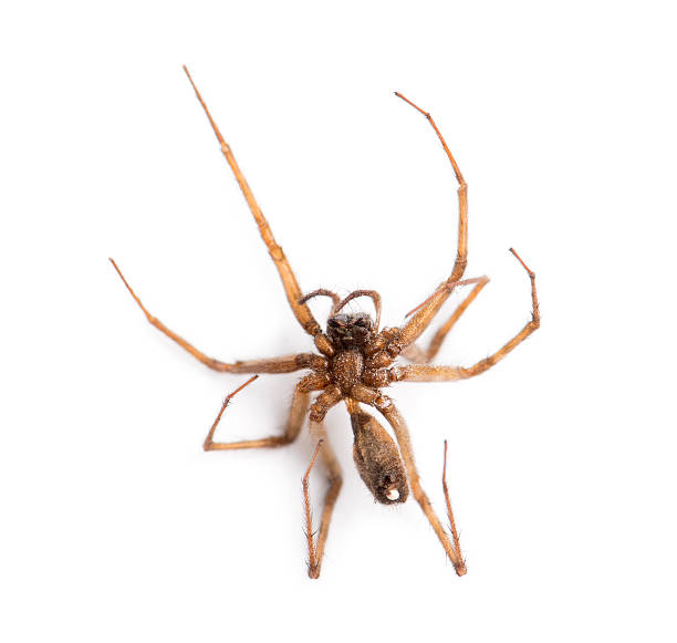 istock Dead spider viewed from below, Araneidae, isolated on white 474487559