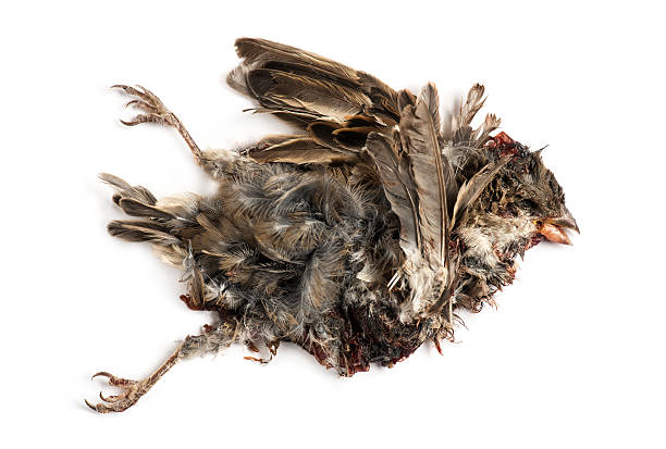 istock Dead roadkill House Sparrow in state of decomposition 474487573