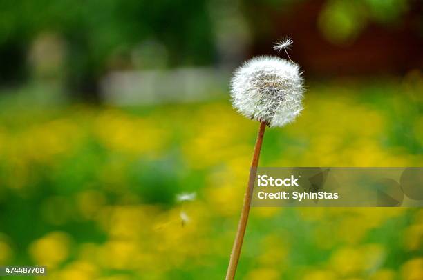 Dandelion Seeds Flying In The Wind On A Green Background Stock Photo - Download Image Now