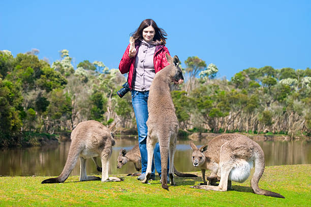 istock Beautiful young woman feeding kangaroos 474487763
