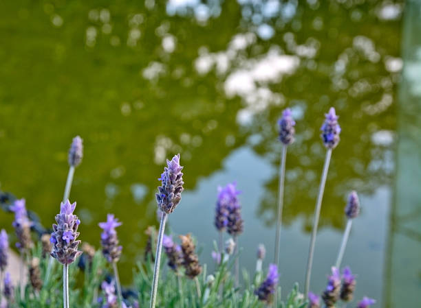 Lavender by lake closeup with green water and sky reflection.