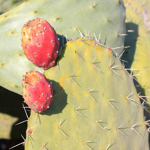 istock Red fruits of a cactus 474488059