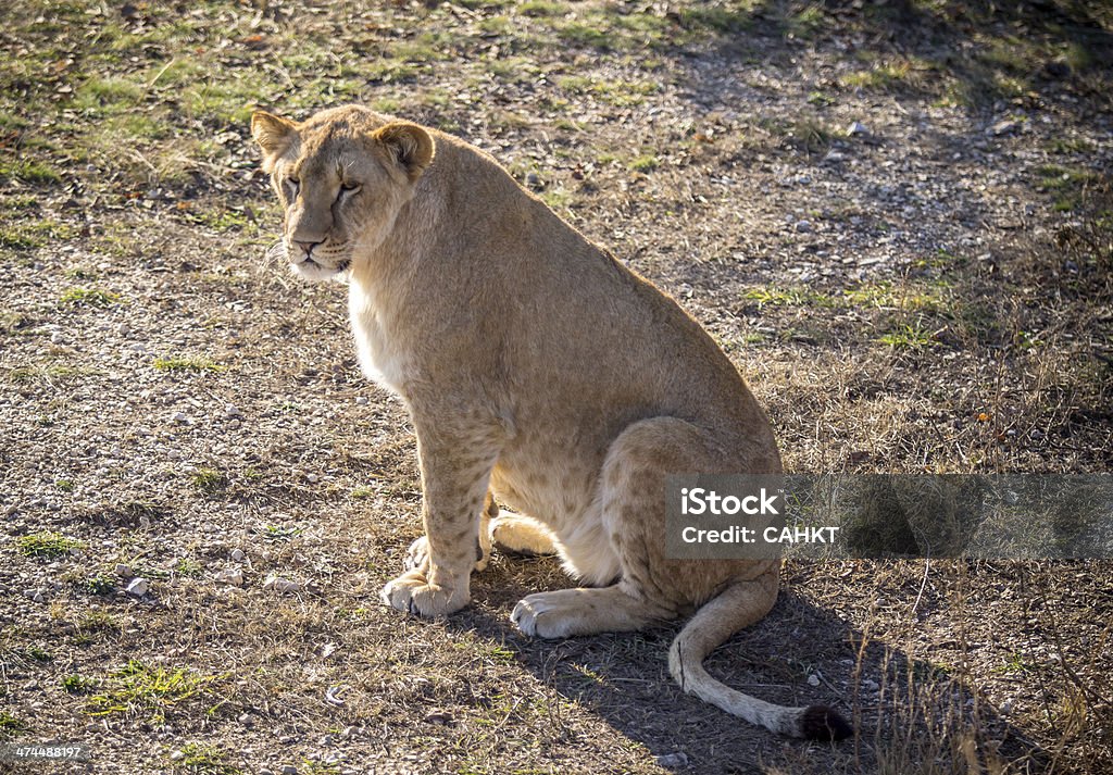 Leão feminino - Foto de stock de Animais Machos royalty-free