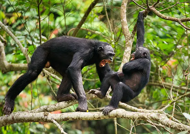 Bonobo on a tree branch.Fighting Bonobos ( Pan paniscus). At a short distance, close up. The Bonobo ( Pan paniscus), called the pygmy chimpanzee. Democratic Republic of Congo. Africa