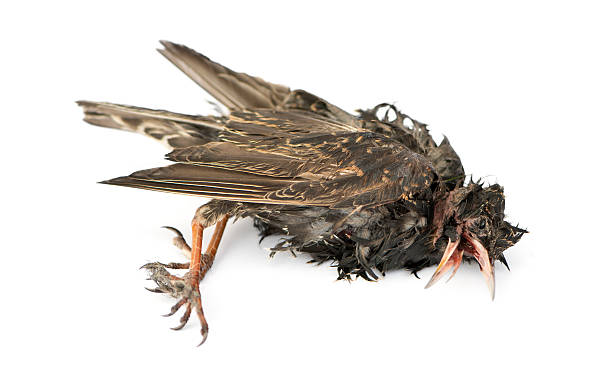 istock Dead Common Starling in state of decomposition 474488789