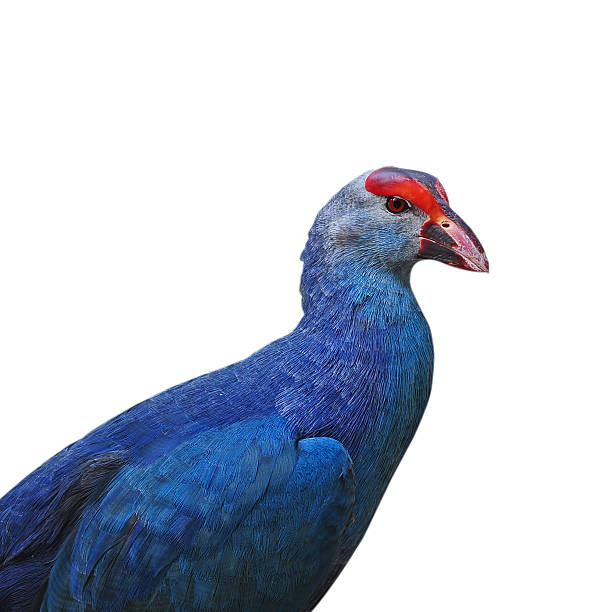 istock Purple Swamphen isolated on white background 474488989
