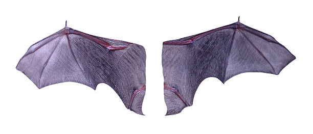 istock Little black Bat isolated on white background. 474489634