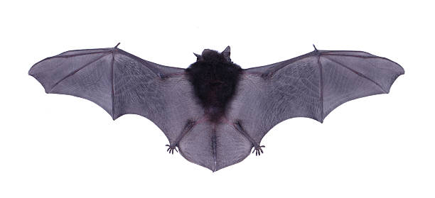 istock Little black Bat isolated on white background. 474489646