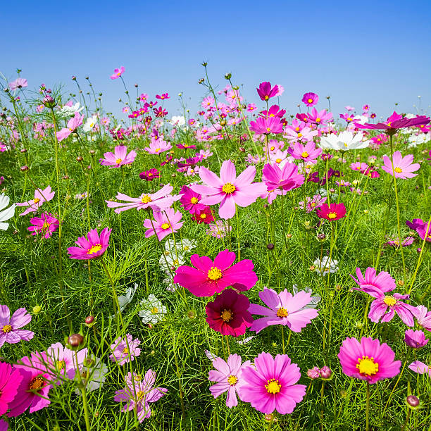 COSMOSさま専用ページ Cosmos Flower Stock Photo - Download Image Now - Agricultural