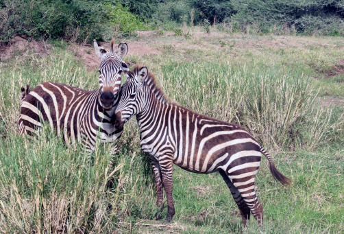 National Reserve Park ,safari in  Tanzania, Africa