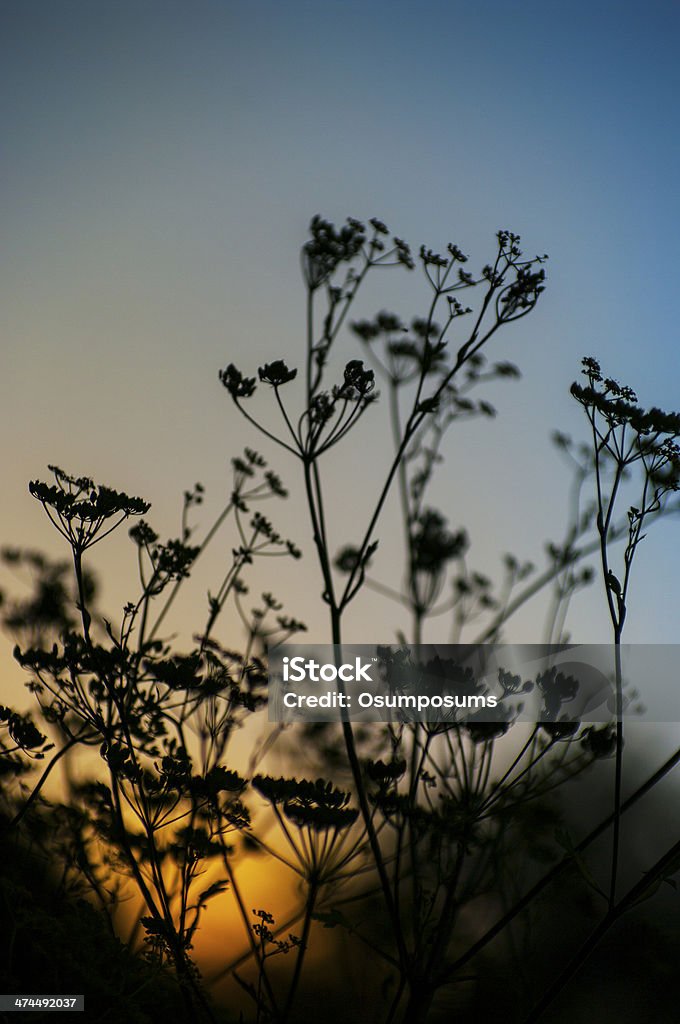 Silueta de una perifollo-Anthriscus cerefolium sobre azul fondo amarillo - Foto de stock de Aire libre libre de derechos