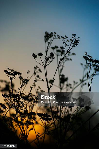 Silueta De Una Perifolloanthriscus Cerefolium Sobre Azul Fondo Amarillo Foto de stock y más banco de imágenes de Aire libre