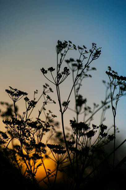 istock Silhouette of single chervil-Anthriscus cerefolium on blue yellow background 474492037