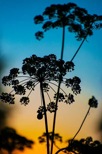 Silhouette of chervil - Anthriscus cerefolium on blue yellow evening sky background.