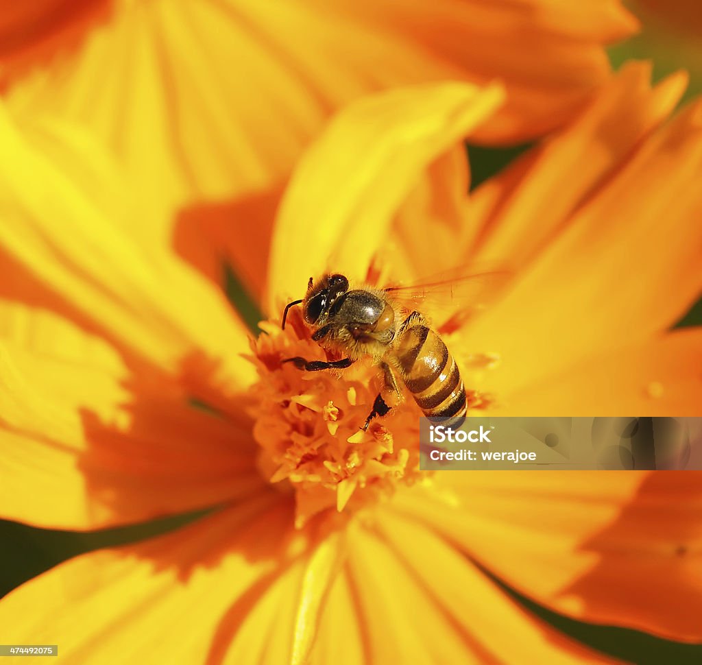 Abelha de mel em amarelo flor, Close Up Macro - Royalty-free Abelha Foto de stock