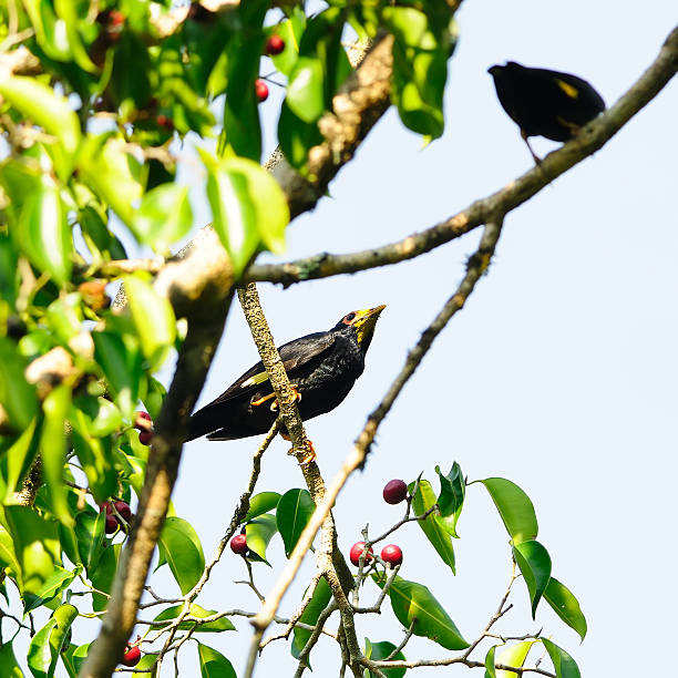 istock Golden-crested Myna bird (Ampeliceps coronatus) catch the leaf of tree 474492125