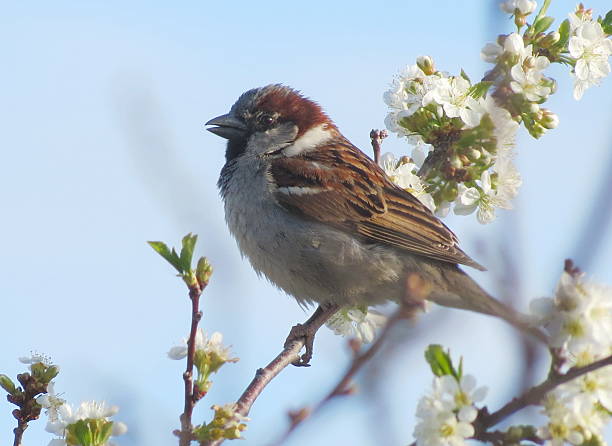 Gray sparrow stock photo