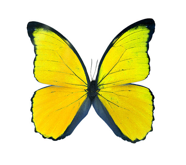 istock Morpho butterfly (Morpho didius), a yellow butterfly from South 474492280