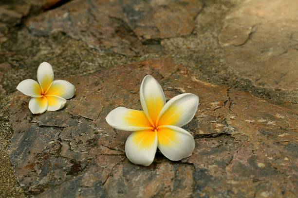 istock Beautiful Frangipani flower on the rock 474492908