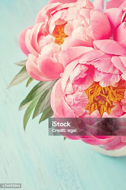 Peony Flowers Stock Photo - Download Image Now - Peony, Flower, Pink Color