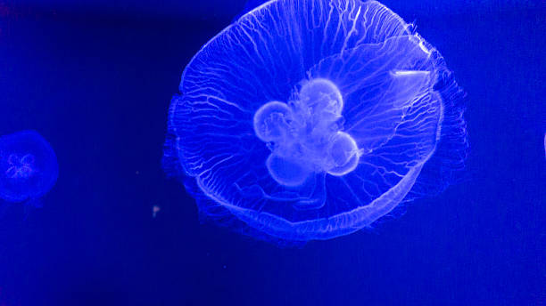 istock Jelly fish in aquarium 474493054