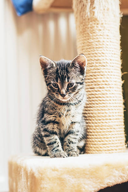 istock Brown kitten sitting close to the scratching post 474493182