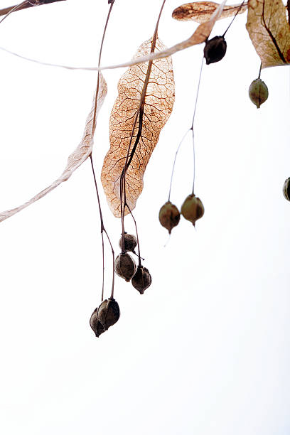 Seeds of liden tree