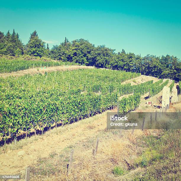 Vineyard In Italy Stock Photo - Download Image Now - 2015, Agricultural Field, Agriculture