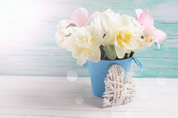 Fresh  narcissus and pink tulips in bucket with decorative heart  in ray of light  on white painted wooden background against turquoise wall. Selective focus. Place for text.
