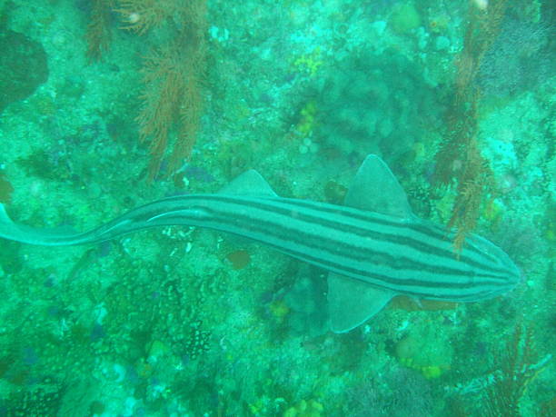 requin pyjama (poroderma africanum) - zippyzoo photos et images de collection