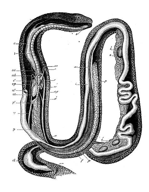 Antique illustration of grass snake (Natrix natrix) Antique illustration of grass snake (Natrix natrix) snake anatomy stock illustrations