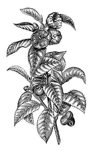 antikes illustration von grünem tee (camellia sinensis) - green tea illustrations stock-grafiken, -clipart, -cartoons und -symbole