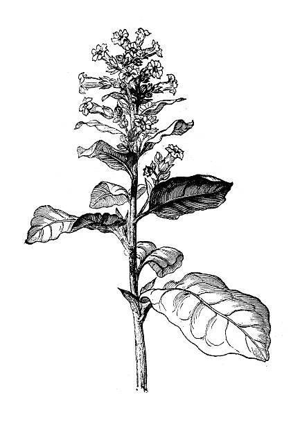 Antique illustration of Nicotiana rustica (mapacho) Antique illustration of Nicotiana rustica (mapacho) nicotiana rustica stock illustrations