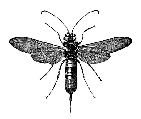 Antique illustration of  Giant Woodwasp, Banded Horntail, or Greater Horntail (Urocerus gigas) 
