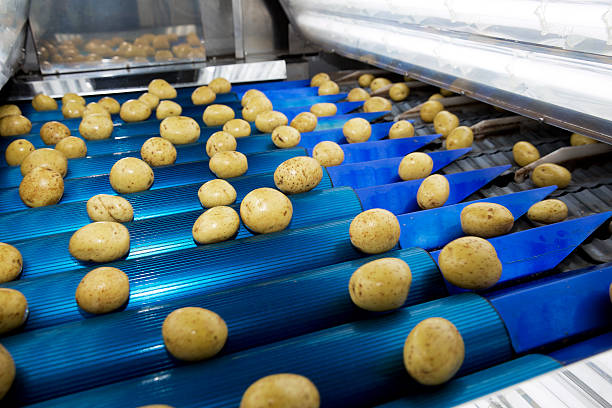 Potatoe Industry stock photo